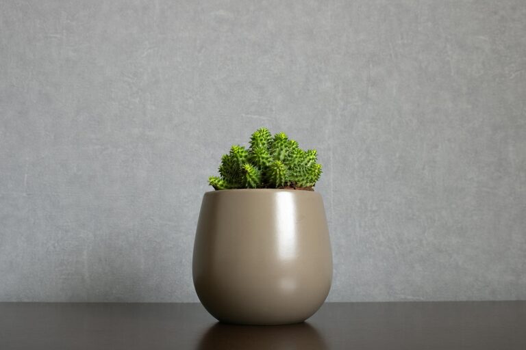 How to Start a Small Herb Garden Indoors: A Step-by-Step Guide